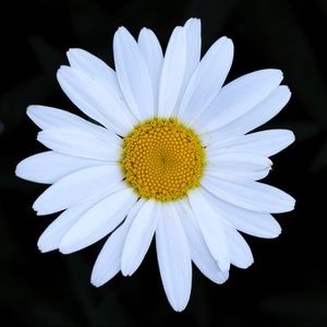 Meet your Posher, Peggy